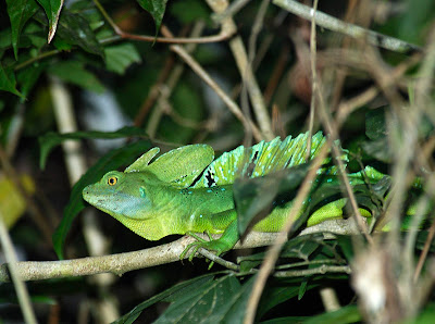 The Jesus Christ lizard