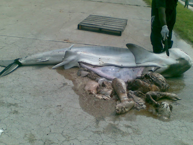 human foot found inside a shark stomach