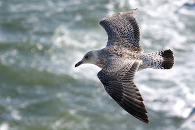 Sulvermiuw - Zilvermeeuw - Larus argentatus