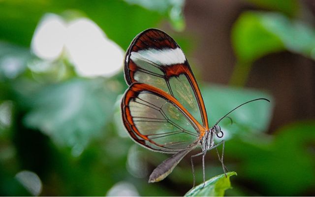 10 Transparent Animals You Won't Believe Without Seeing