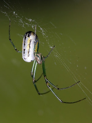 An orb-weaving spider