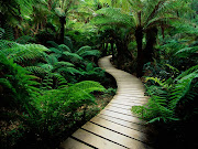 green nature wallpapers, sceneries pictures, desktop nature of picture, . (green nature images)