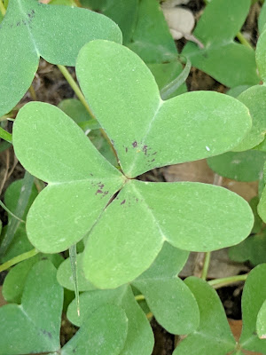 Кислица Друммонда (Oxalis drummondii)