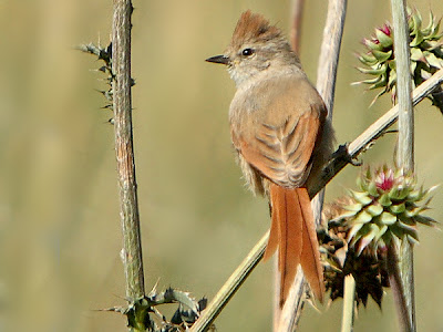 Brown capped Tit Spinetail