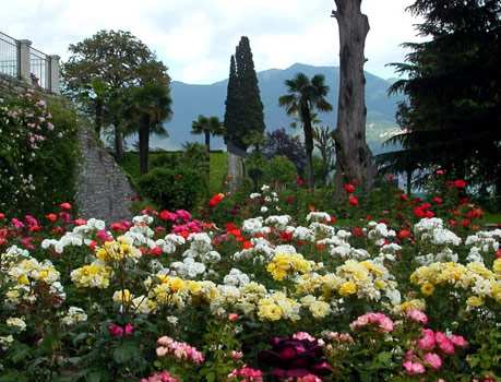 A Small Bed Of Roses.