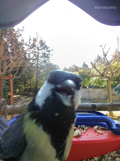 Bird looking into a camera