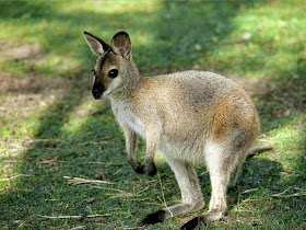 Wallaby