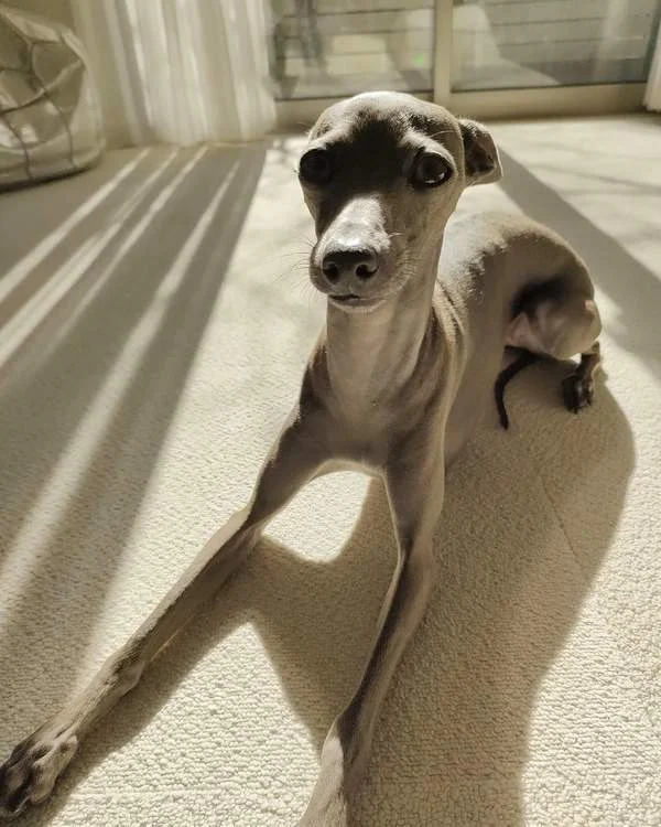 How to care for an Italian greyhound