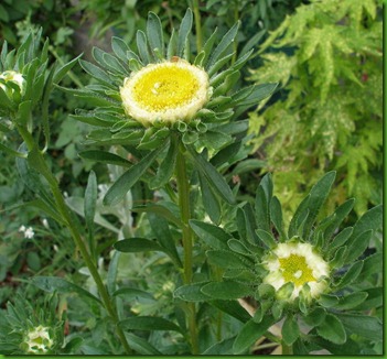 Aster Hulk