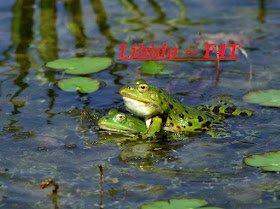 libido frogs