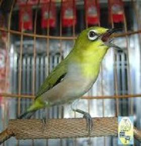 Burung Pleci.jpg | Gambar Burung Pleci Gacor | Burung Pleci.jpg