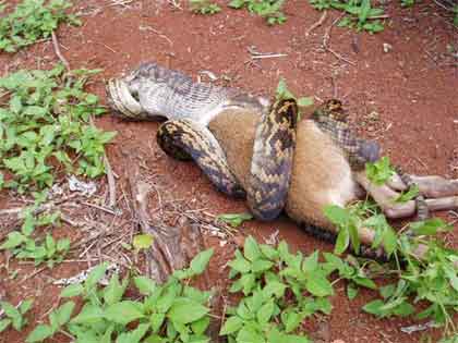 Snake eats Kangaroo