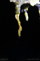 IMG_5581