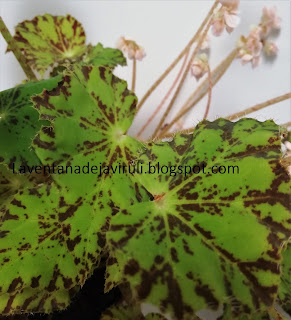 cuidados-begonia-rondeau