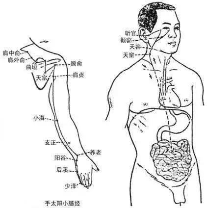 頸椎病、肩周炎、落枕，按按手臂上一條線，全部解決(小腸經)