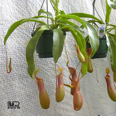 Nepenthes