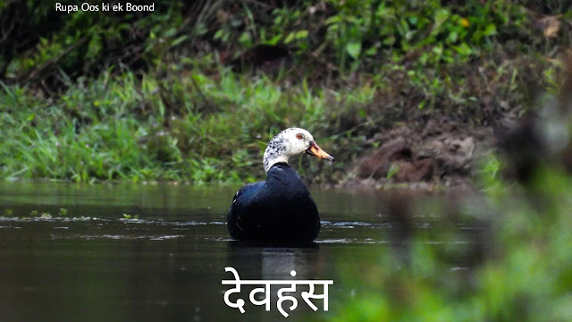 असम का राजकीय/राज्य पक्षी || State Bird Of Assam ||