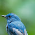 Pale blue flycatcher