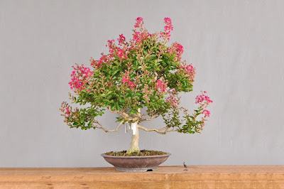 Bonsai Sakura Lokal