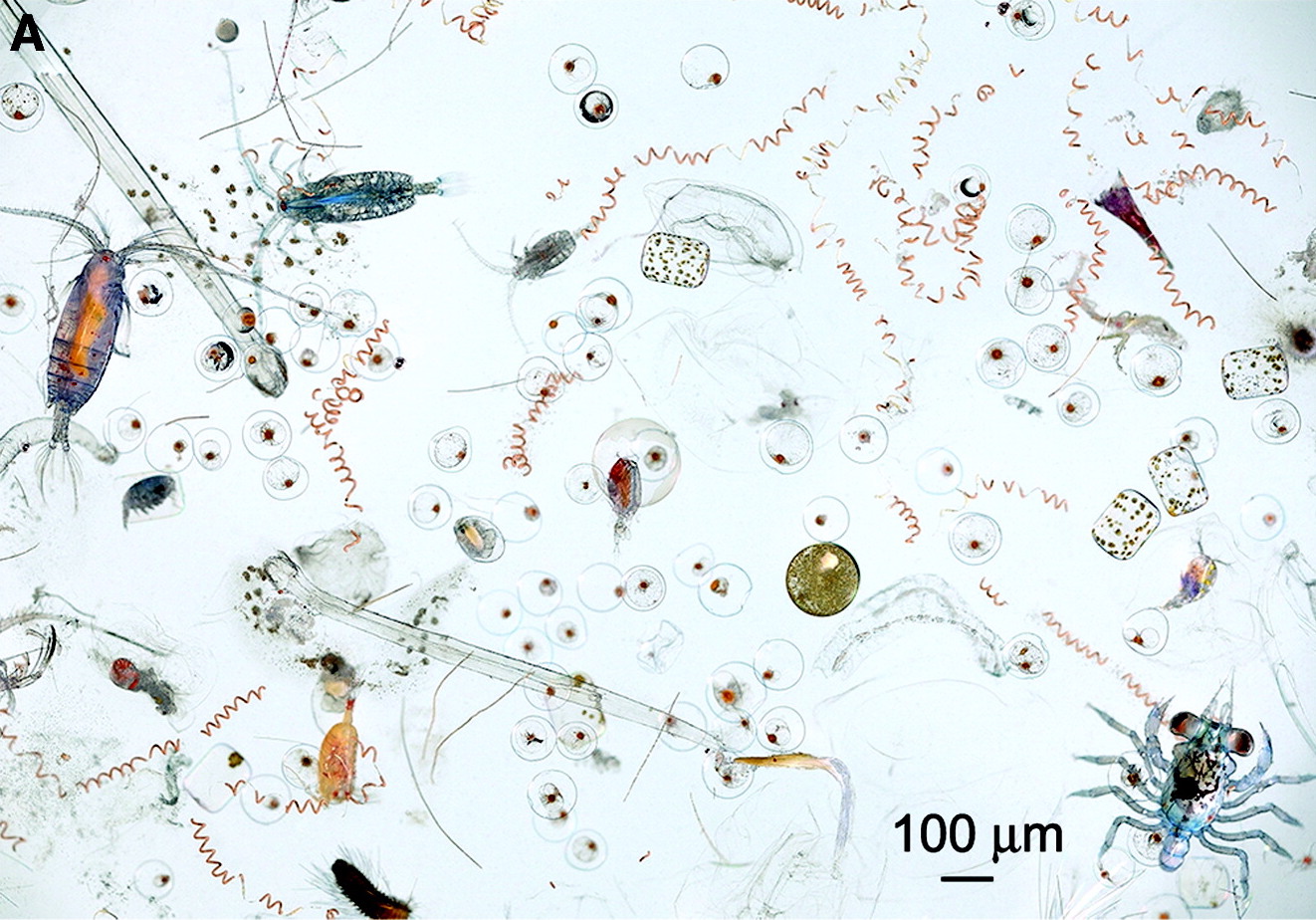 Plankton, okyanus sağlığının ve hatta insanın uzun hikayesini anlatıyor