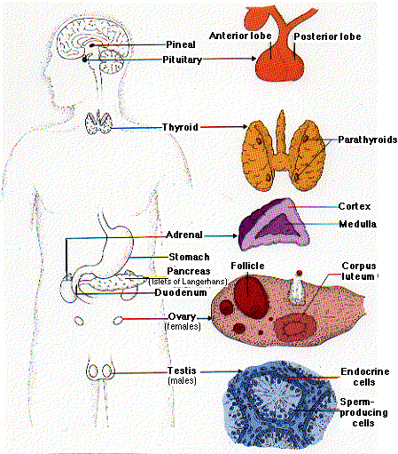 dokumenkeperawatan.blogspot.com