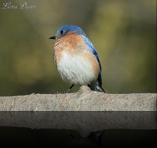 Bluebird2_April2012