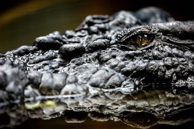 Cassius Clay - World's Largest Crocodile