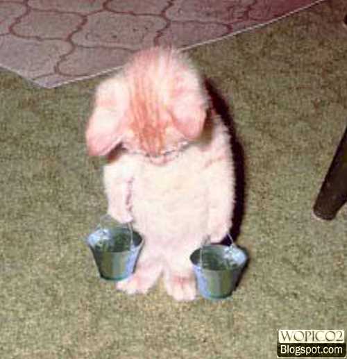 Punished Cat
