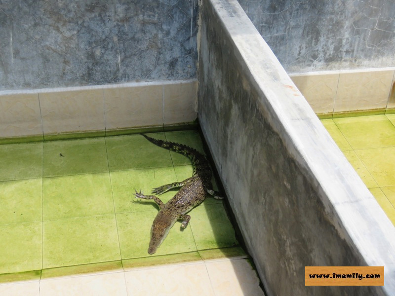 Meet 155 years old crocodiles @ Teluk Sengat Crocodile Farm