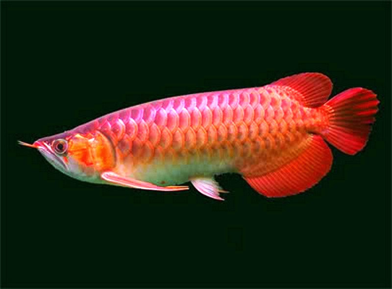 Beberapa Jenis Ikan Arwana Termahal Dan Beberapa Gambarnya 