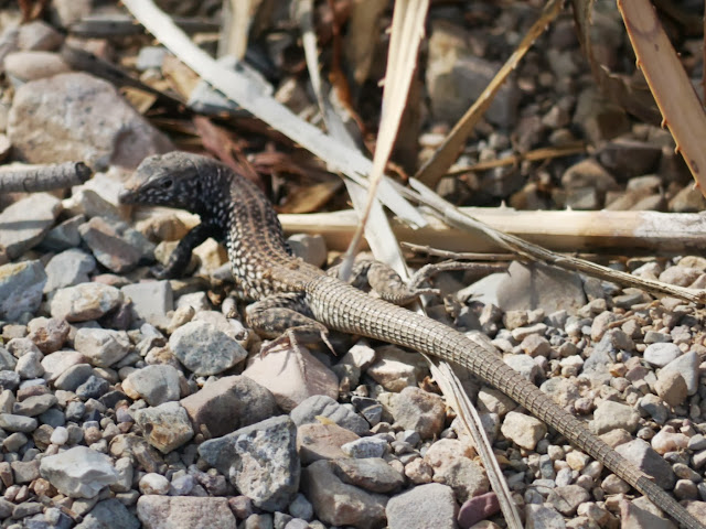 Un western whiptail ou un chihuahuan spotted whiptail