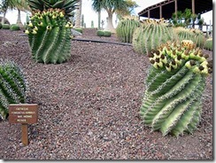 Ferrocactus Horratus var inermis 