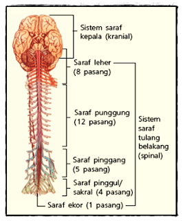Saraf Spinal