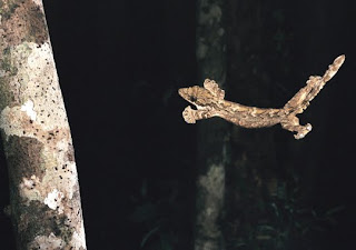 Cicak-terbang-FLYING-GECKO