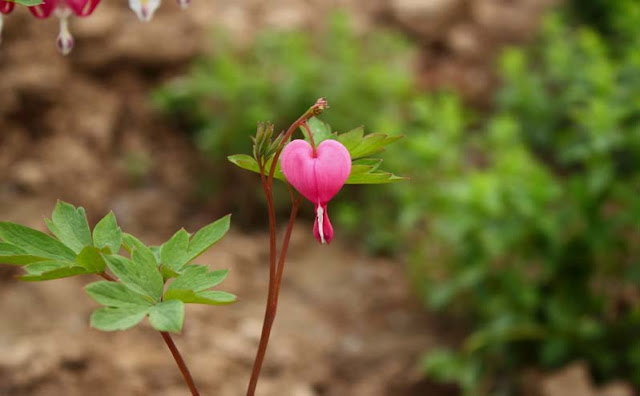 Bleeding Heart Flowers Pictures