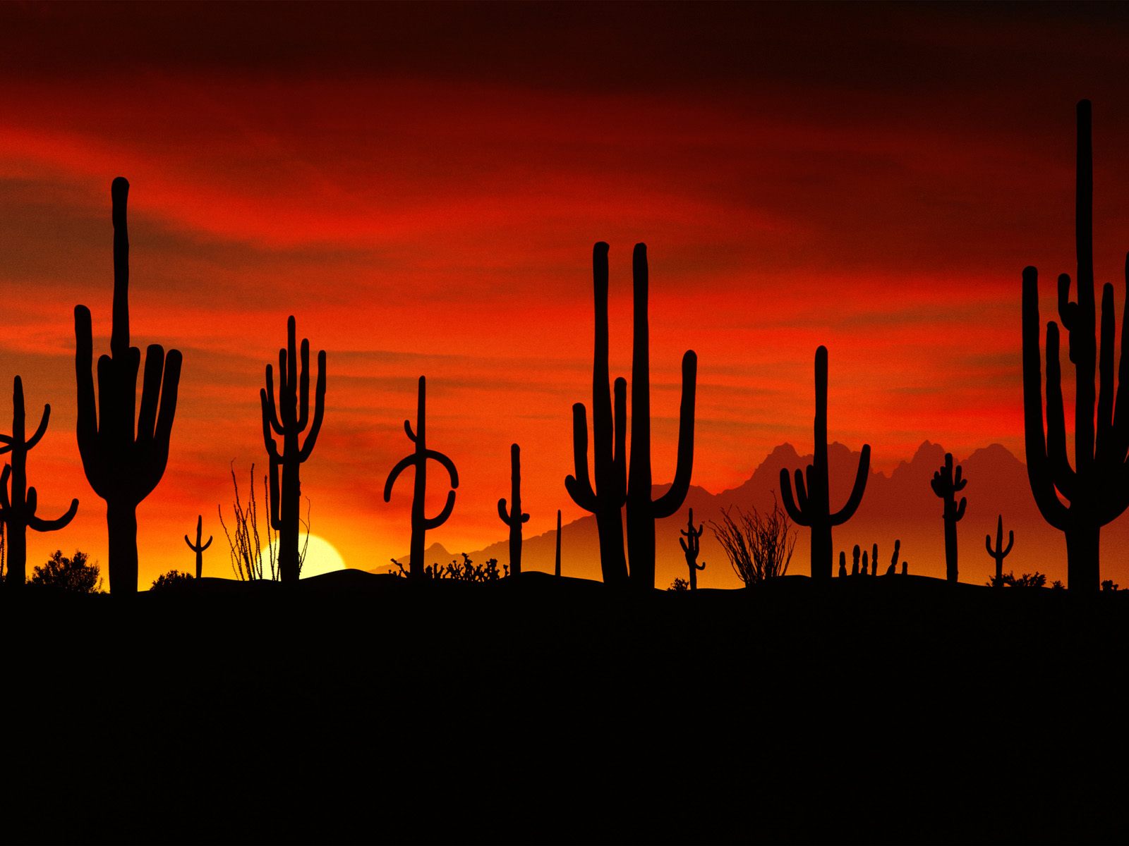 Landscapers In Tucson Az