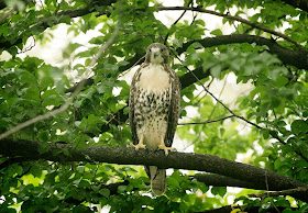 Tompkins Square red-tailed hawk fledgling.