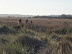 people walking along Docwras ditch