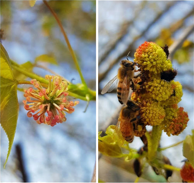 ✜ 春天_霞喀羅的顏色 🏵️ 「楓香」🌼 