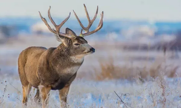 Unlocking the Secrets of Blacktail Deer Expert Hunting Tips