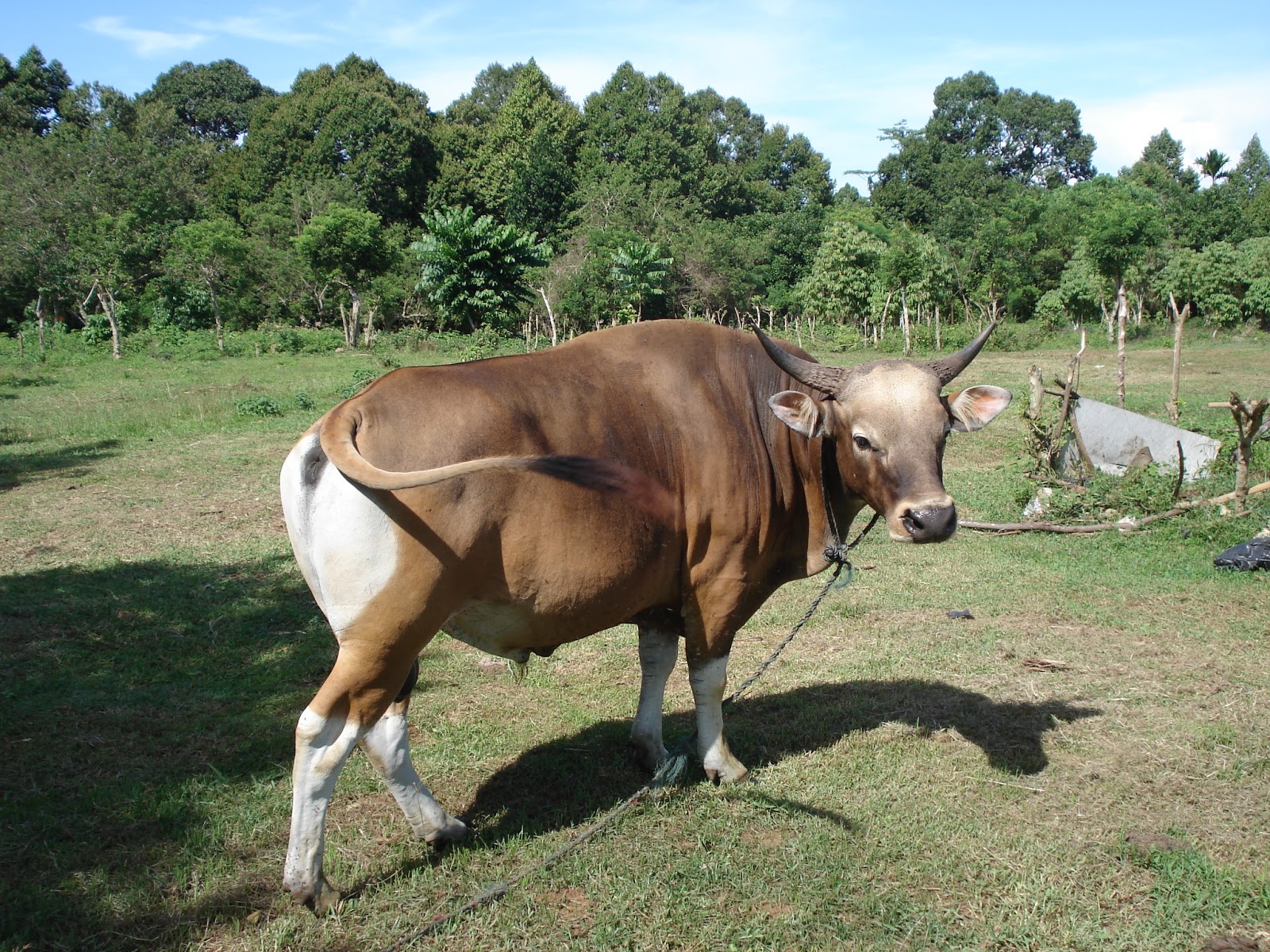  gambar sapi bali iiqinspirasi