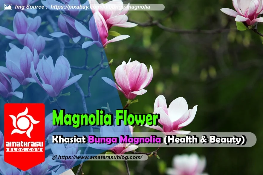 khasiat-ekstrak-bunga-magnolia-bagi-kesehatan-dan-kecantikan