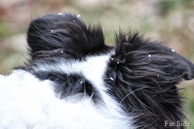Snow on someones ears
