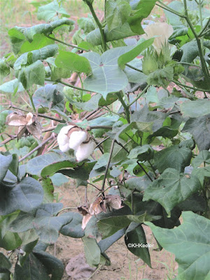 cotton plant