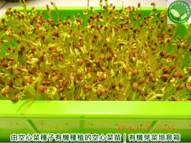 空心菜水生植物 空心菜種子價格 有機水耕７ １０天即可採收空心菜苗 太平洋有機農藝 Nidbox親子盒子