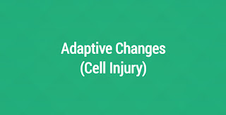 Adaptive changes notes