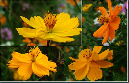 orange collage