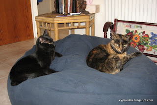 The cats Cleo and Sophia amicably sharing a blue beanbag