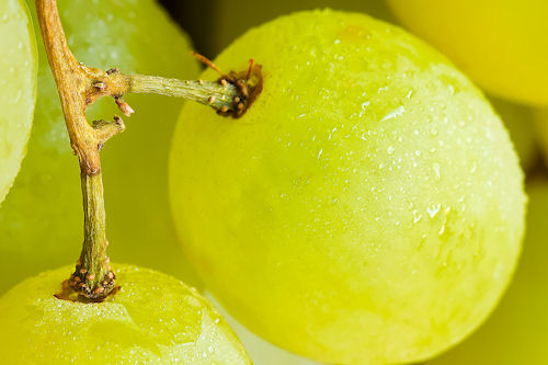 Uvas verdes frescas - Green Fresh Grapes (1600x1200)