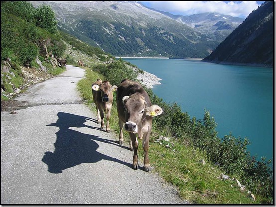 2606-Nice-Cows